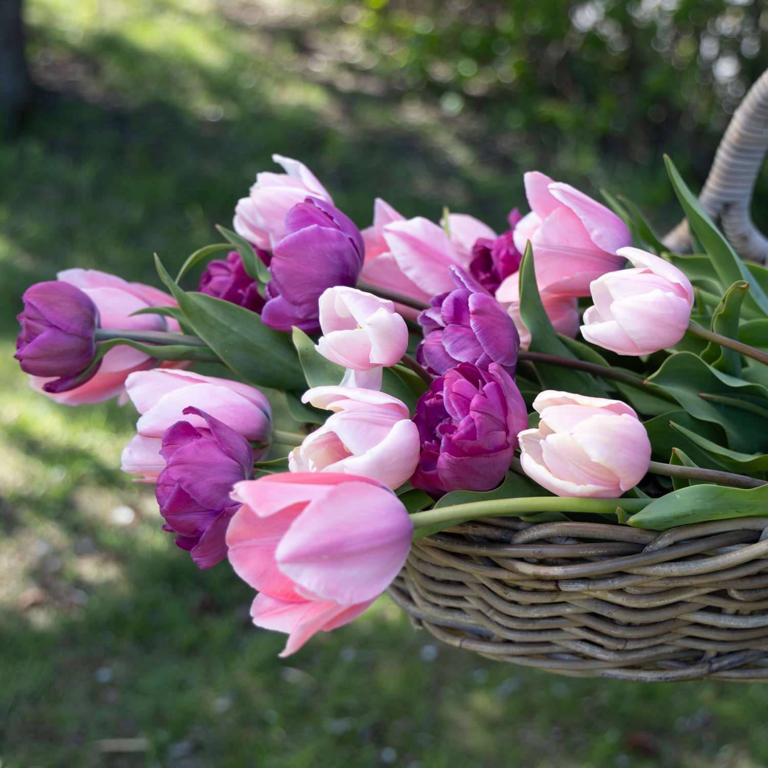 Tulppaaniseos 'Berry Blush'